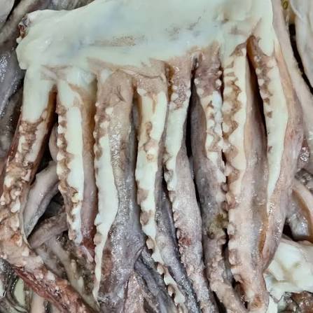 Tentáculo de calamar (rejo)
