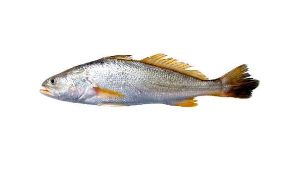 Corvina entera