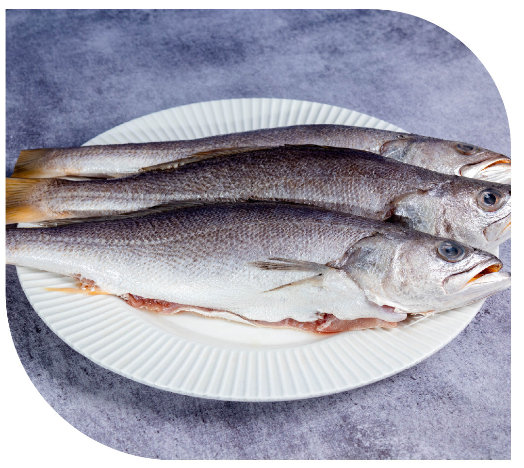 Corvina ENTERA CHICA