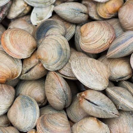 Almejas en concha (nacionales)