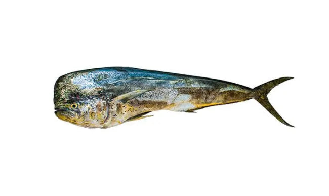 Dorado Mahi-Mahi