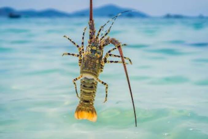Langosta entera del Caribe