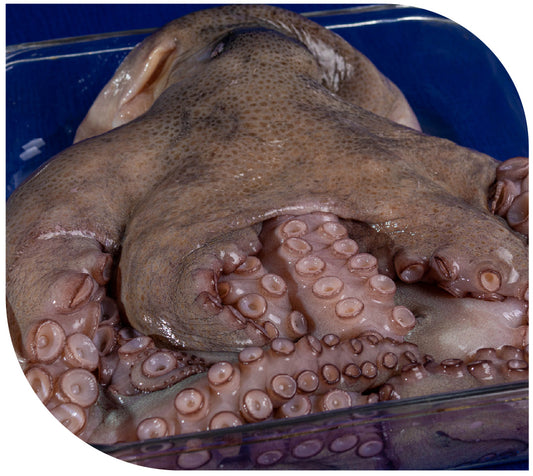 Pulpo Nacional e Importado