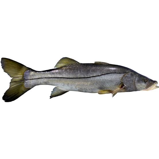 Róbalo entero